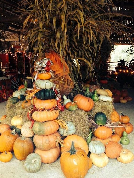 White Oak Pumpkin Patch West Liberty Ky Photos Videos Return To White Oak Pumpkin Patch