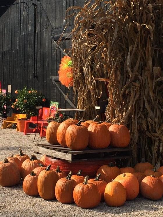 White Oak Pumpkin Patch West Liberty Ky Photos Videos Return To White Oak Pumpkin Patch